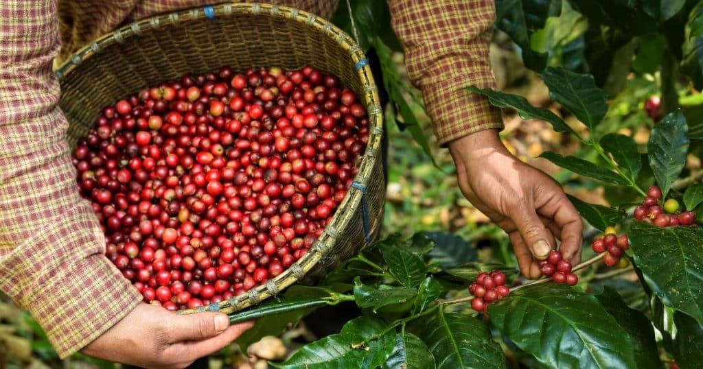 Cultivation and Harvesting Methods