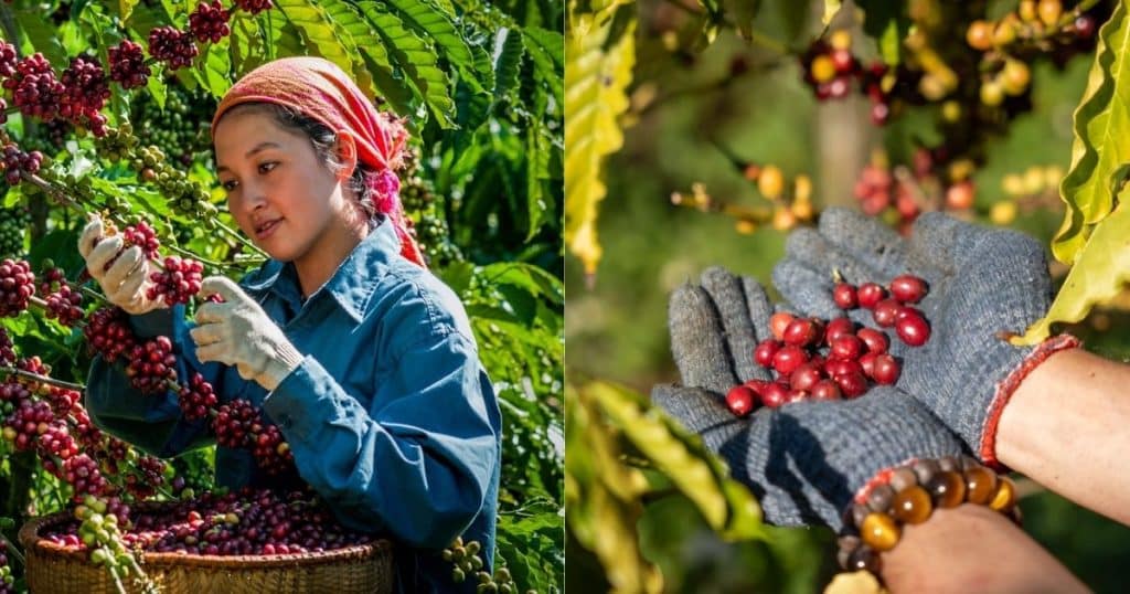 Vietnam Popular Coffee Beans