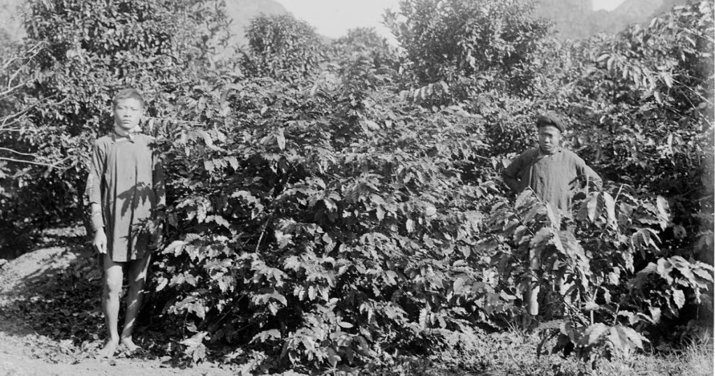 vietnamese coffee history 1898
